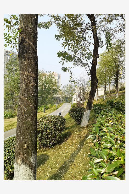 城市户外公园繁茂植物-众图网