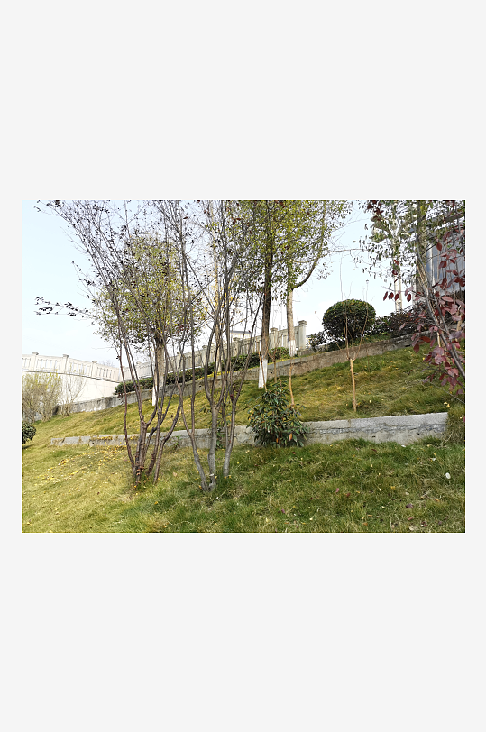 城市户外公园繁茂植物-众图网