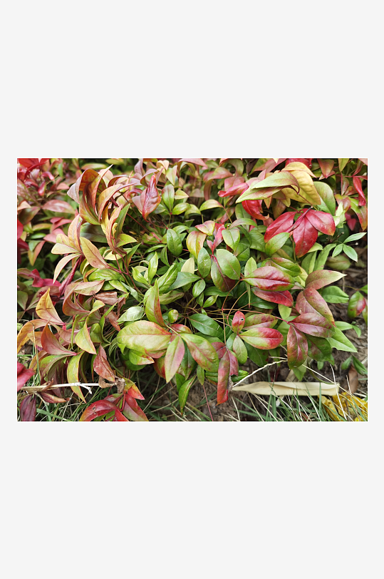 公园里繁茂的植物-众图网