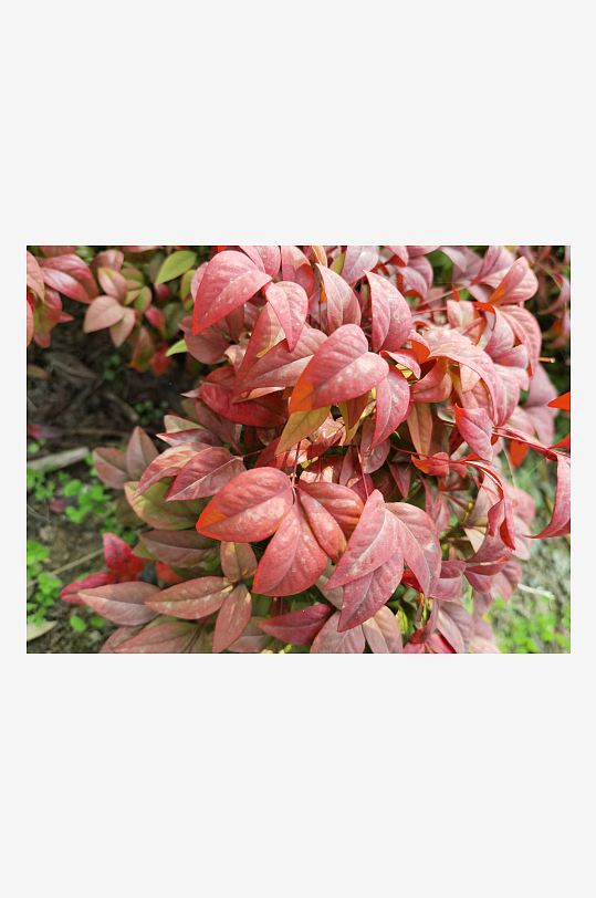 公园里繁茂的植物-众图网