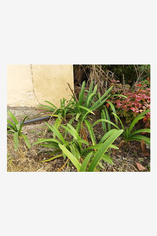 公园里繁茂的清新植物-众图网