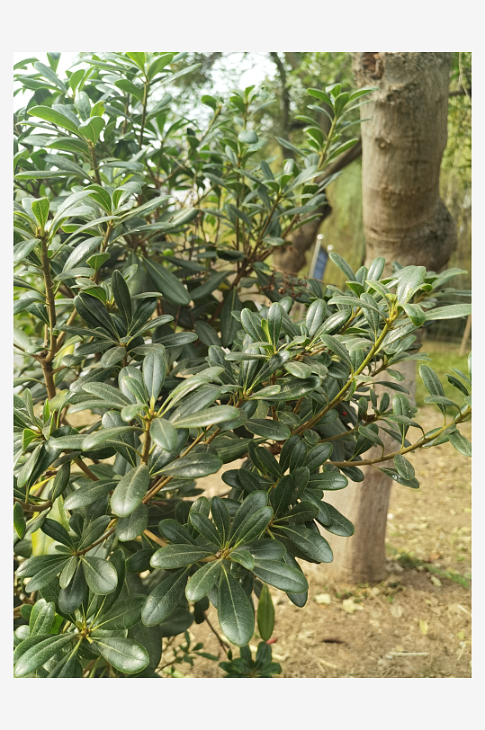 公园里繁茂的清新植物-众图网