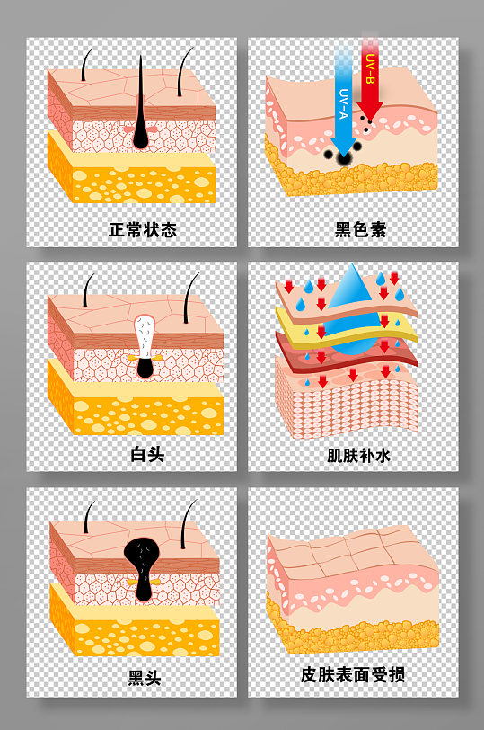 美容补水科普刨面图面部皮肤结构元素插画-众图网