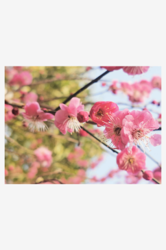 春天桃花开放摄影图