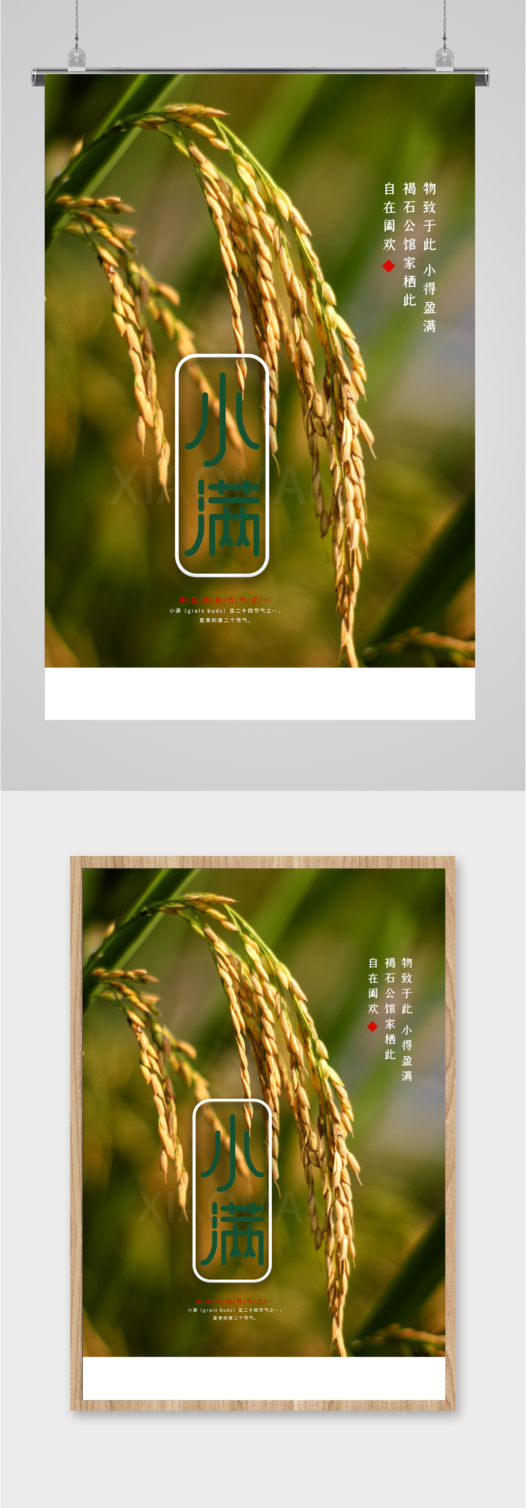 小满节气麦穗植物海报素材