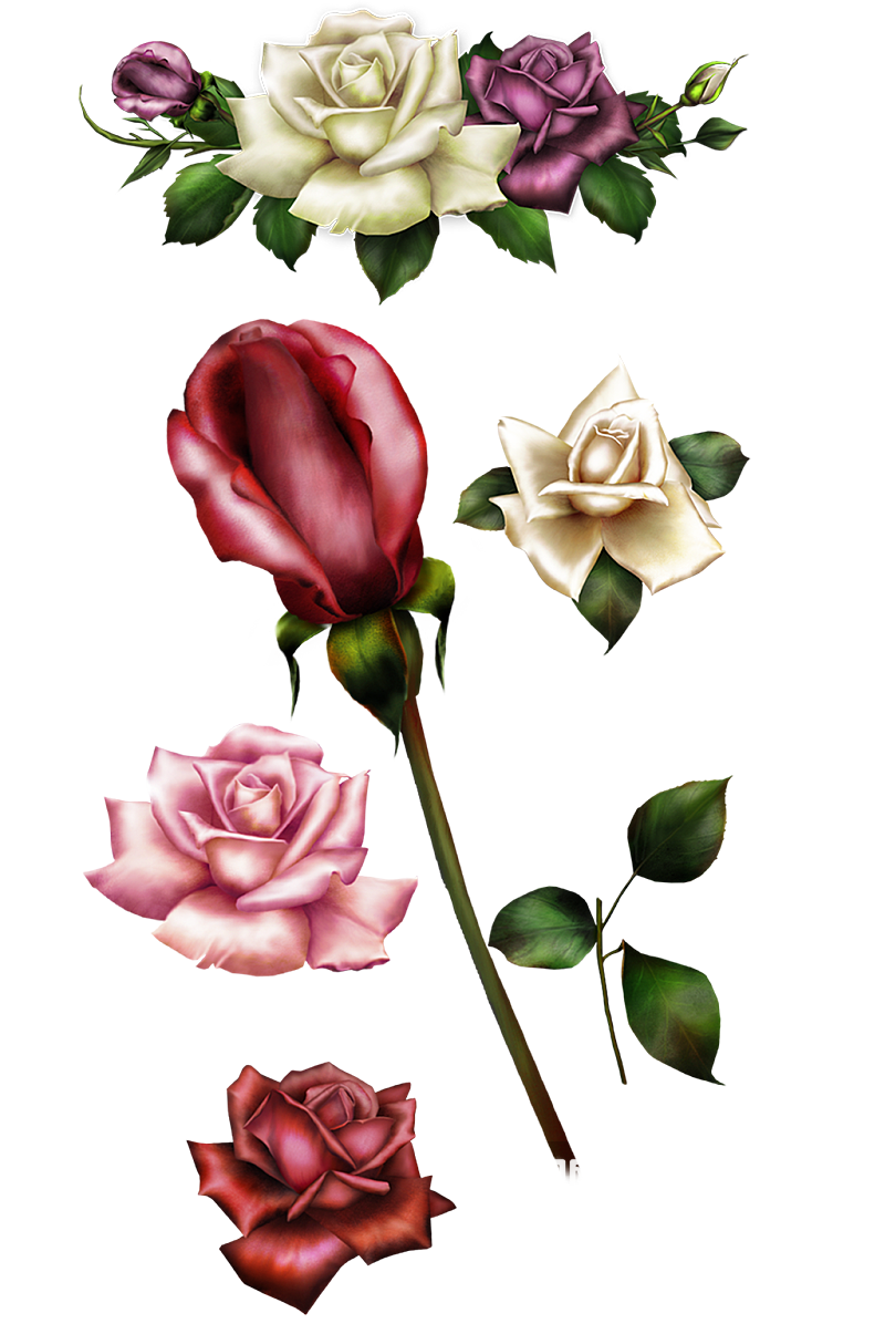 玫瑰花免抠图素材素材