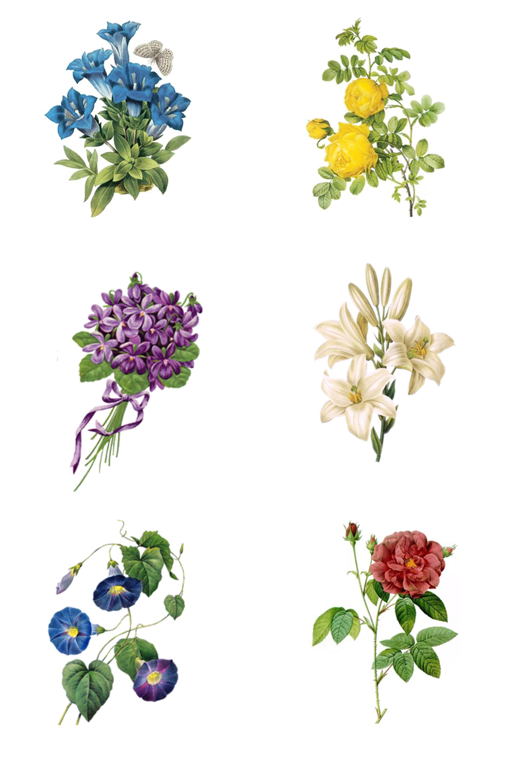 各种花朵素材免抠图