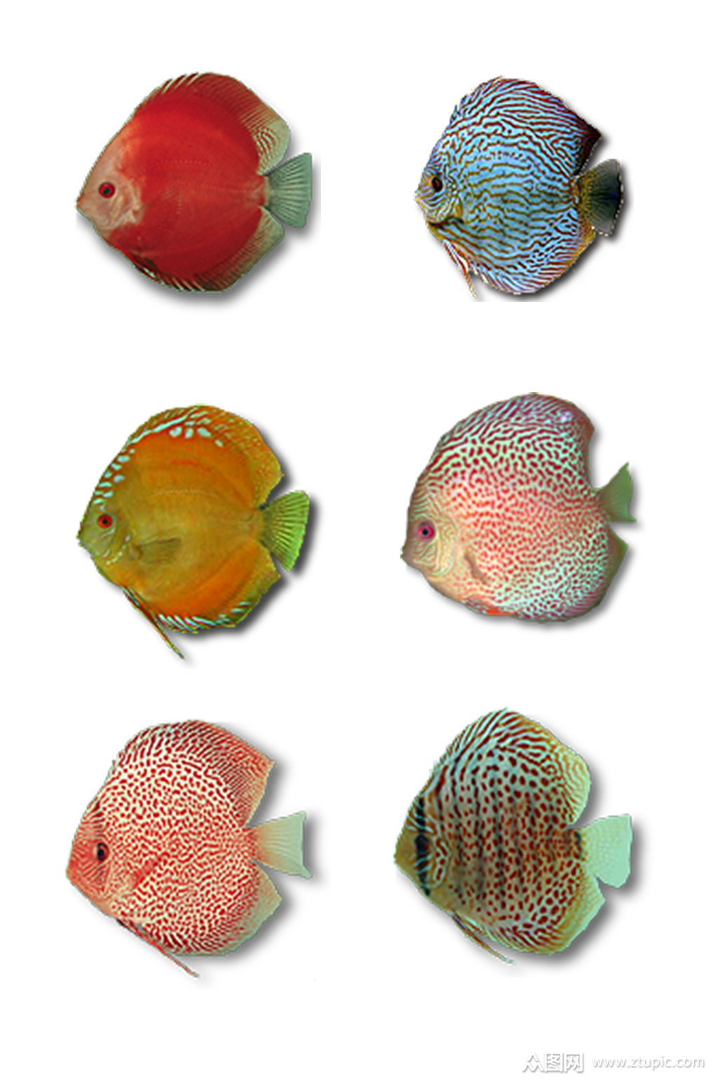 各种鱼类素材图片