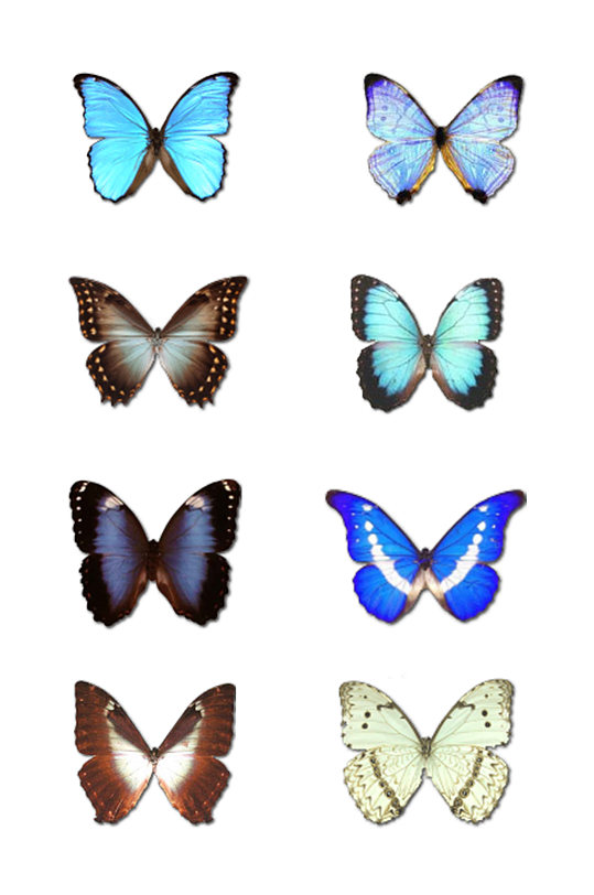 各种彩色蝴蝶素材
