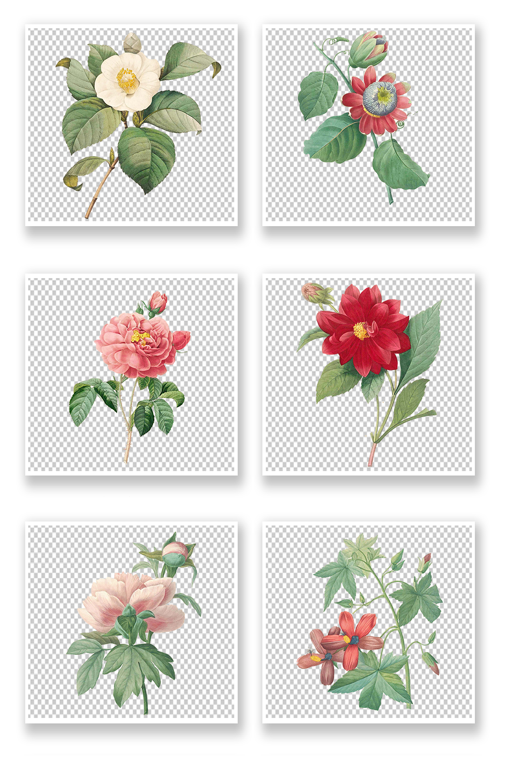古风手绘花朵叶子素材素材