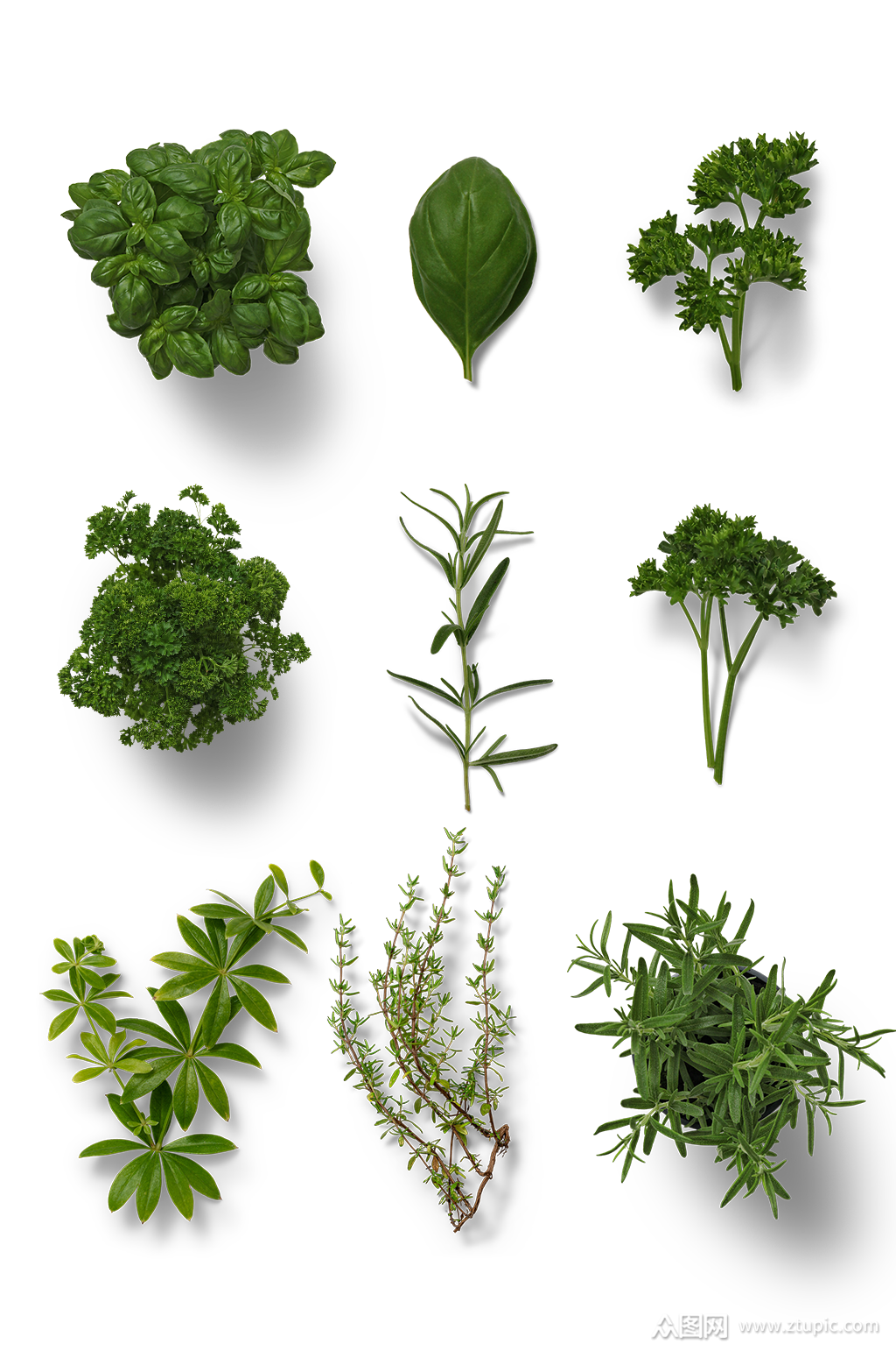 实物植物叶子素材