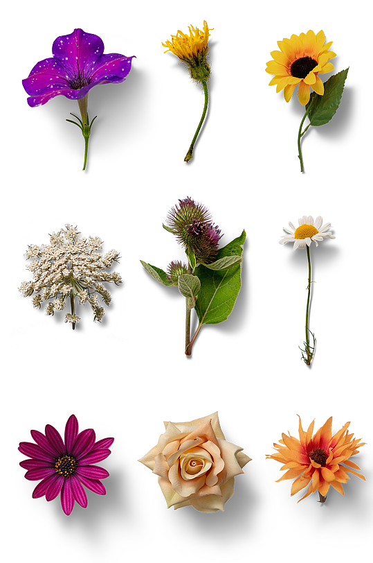 实物各种花朵素材