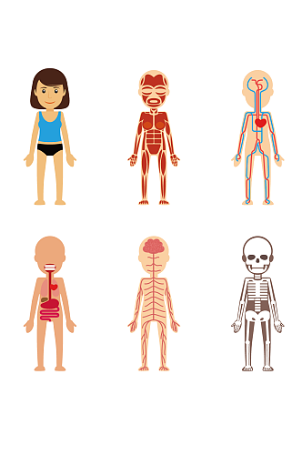 人体解剖图身体内部素材