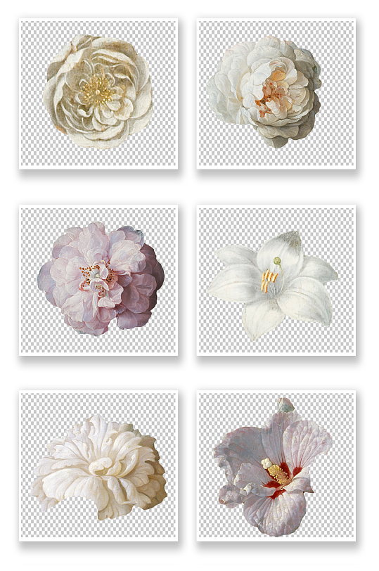 白色花朵花卉素材