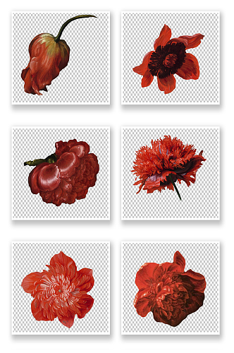 红色花朵花卉素材