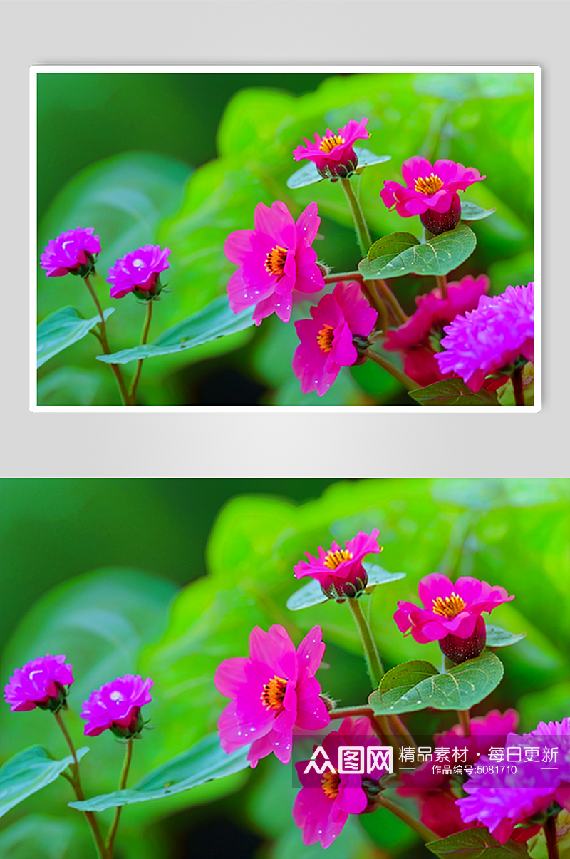 自然风紫色喇叭花艺术图片素材