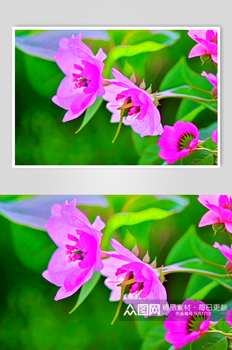 自然风紫色喇叭花艺术图片素材