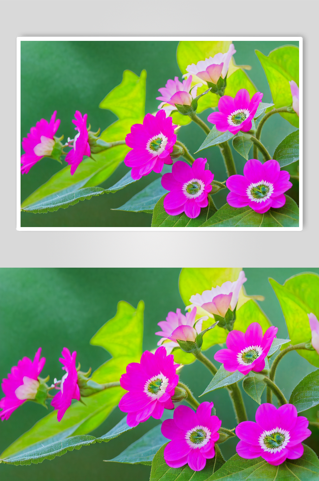 花朵紫色喇叭花艺术图片素材