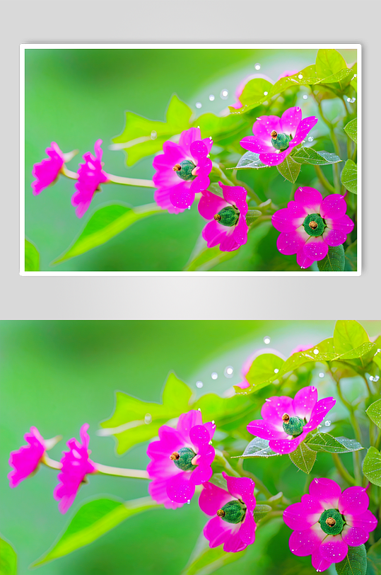 花朵紫色喇叭花艺术图片