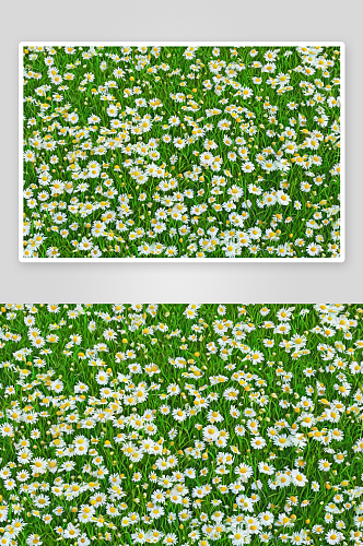 草地纹理花纹素材图像图片
