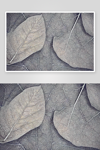 树叶背景纹理花纹素材图片图像