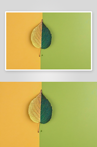 树叶背景纹理花纹素材图片图像