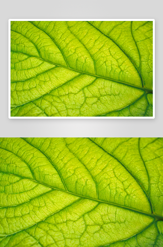 绿叶背景纹理花纹素材图片图像
