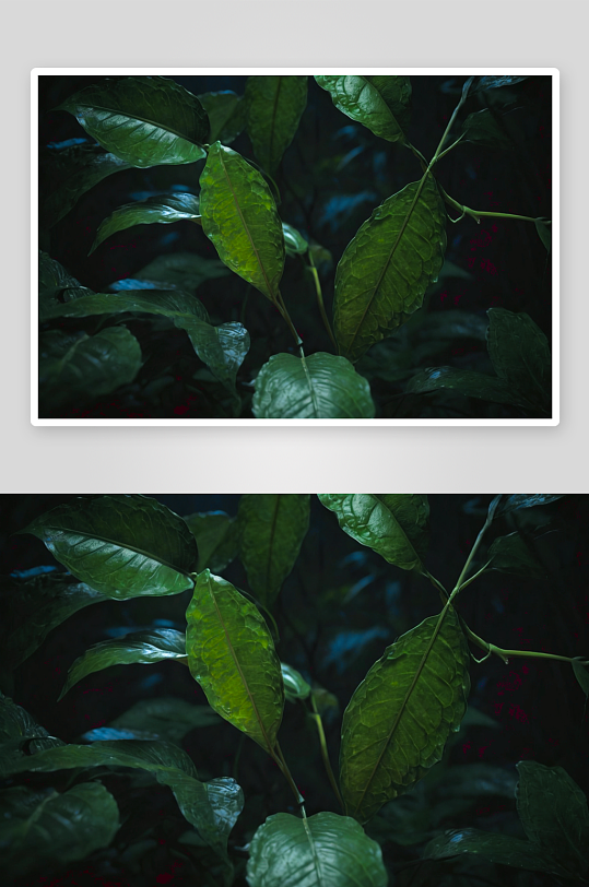 绿色叶子背景纹理花纹素材图片图像
