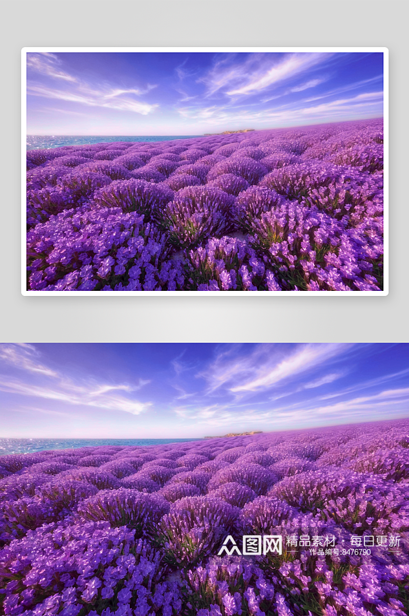 紫色花海美景摄影图素材