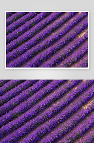 紫色花海美景摄影图