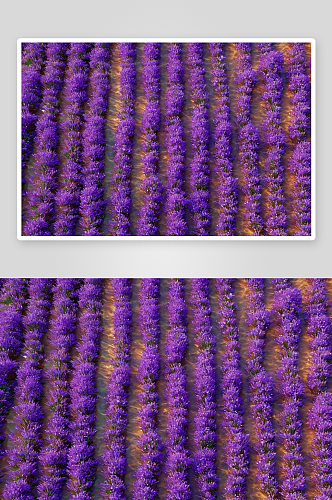 紫色花海美景摄影图