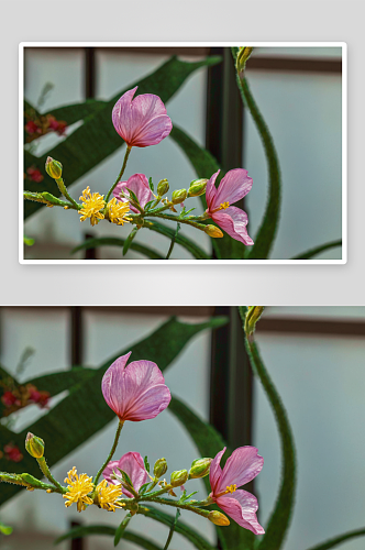 花卉花朵山水蓝天云层摄影作品