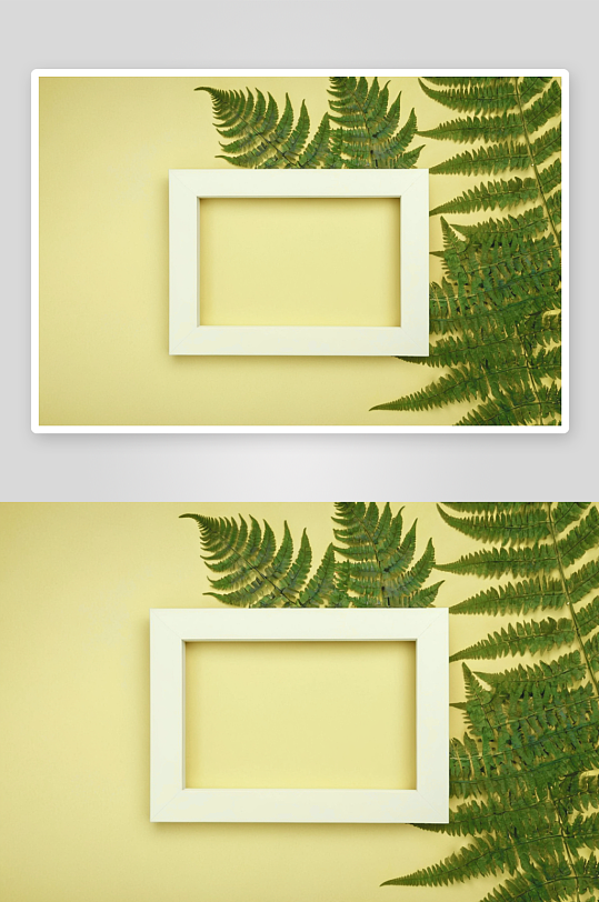 绿色蕨枝相框风景风光高清摄影图像