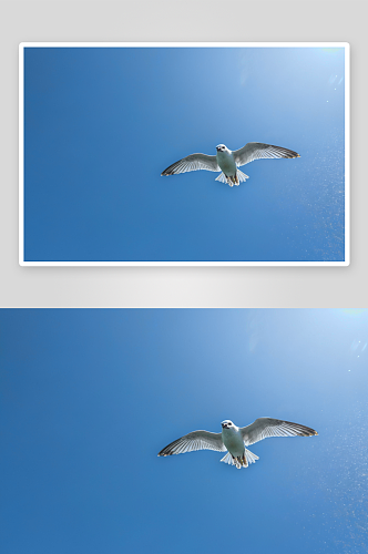 海鸥风景云层高清摄影照片