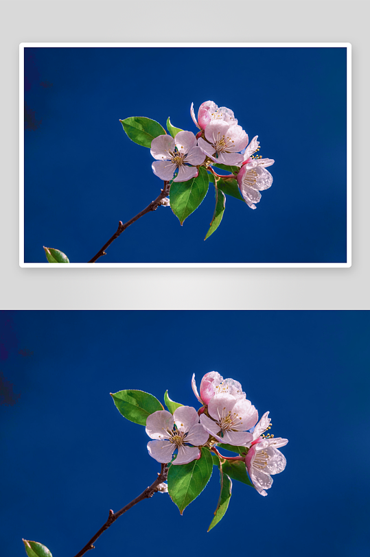 花卉花朵山水蓝天摄影图片