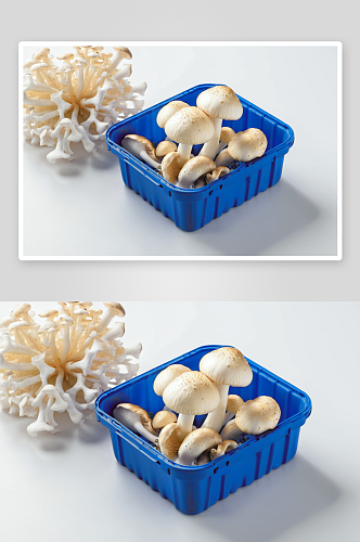 白蘑菇摄影特写素材图片