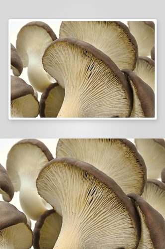 蘑菇写摄影背景图片