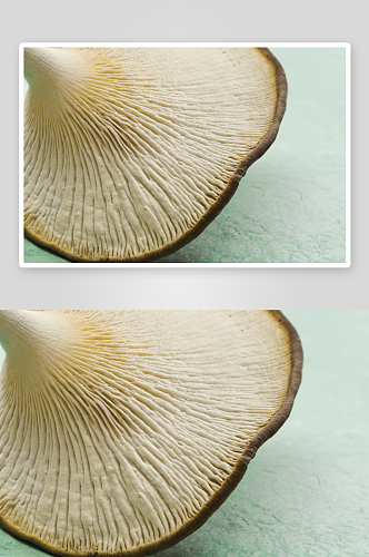 蘑菇写摄影背景图片