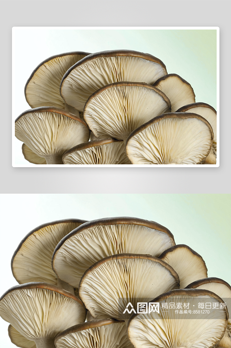 蘑菇写摄影背景图片素材