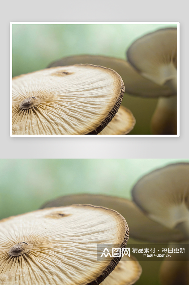 蘑菇写摄影背景图片素材