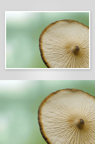 蘑菇写摄影背景图像