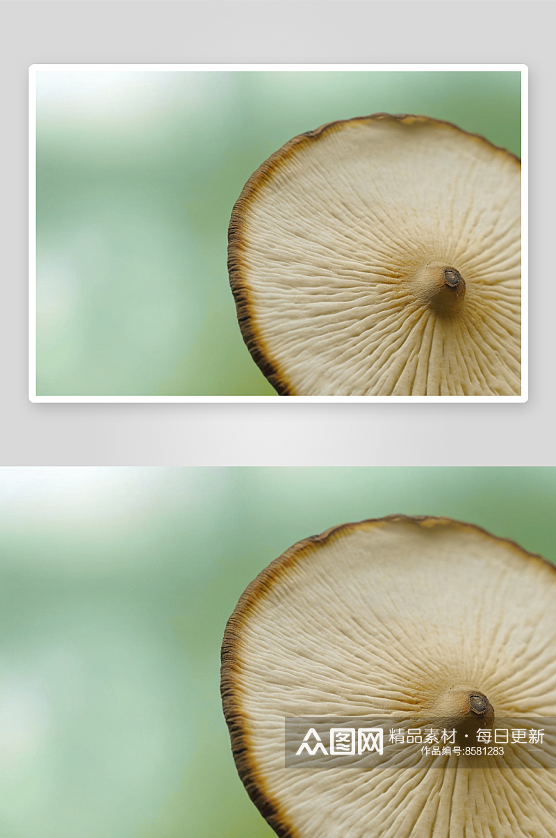 蘑菇写摄影背景图像素材
