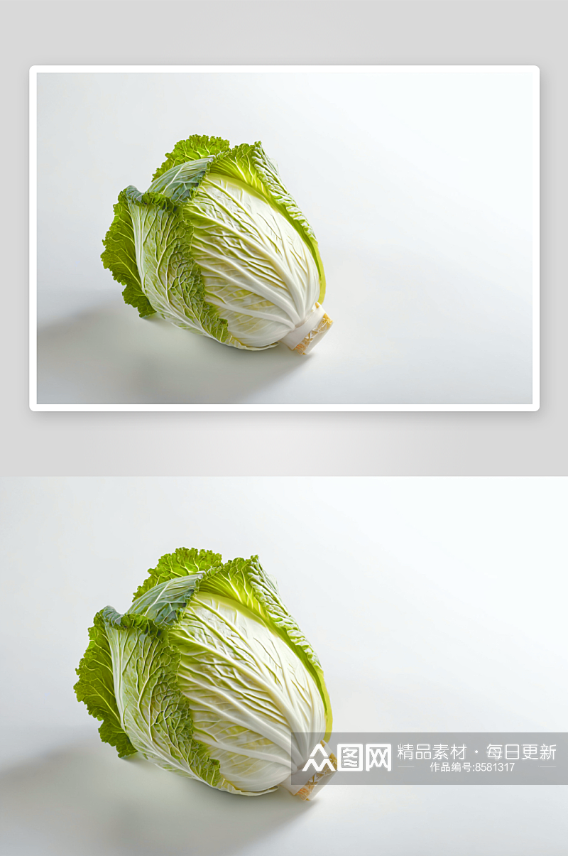大白菜摄影特写素材图像素材