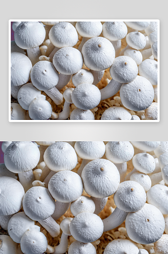 白玉菇摄影特写素材图片