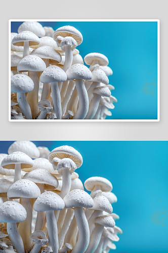 白玉菇摄影特写素材图片