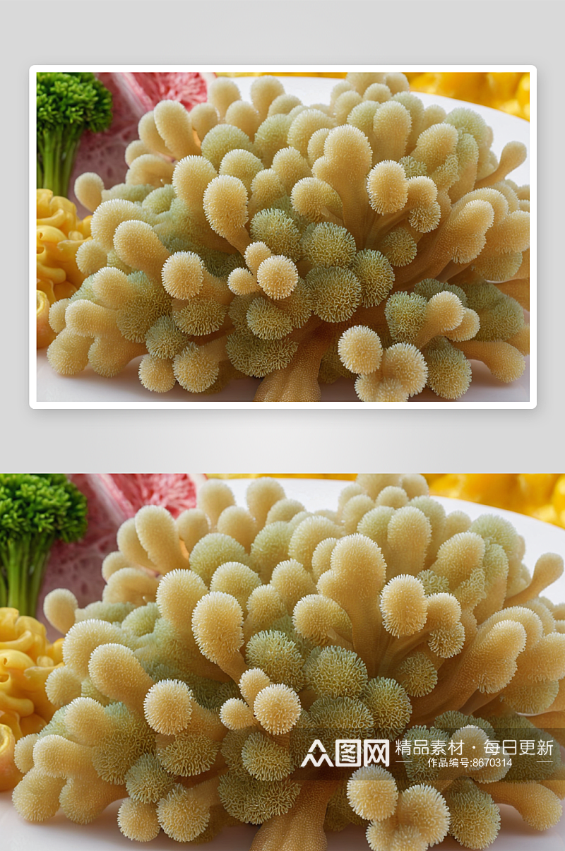 珊瑚菜摄影特写素材图像素材