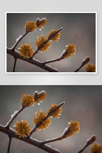 雪天腊梅花摄影素材图片