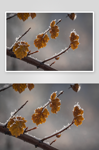 雪天腊梅花摄影素材图片