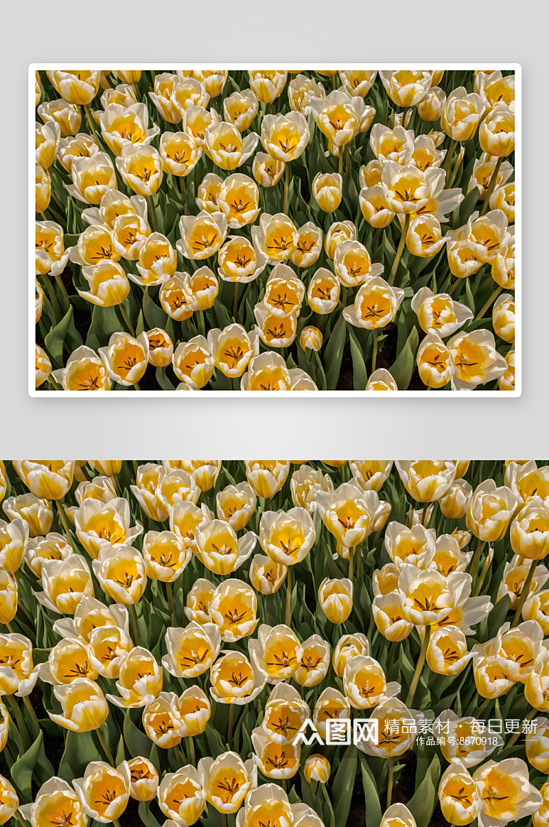 郁金香花卉写摄影背景照片素材