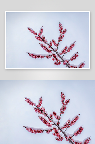 雪天腊梅花摄影素材图片